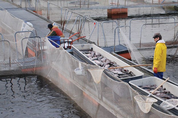 На развитие рыбоводства в РТ выделят 1 млрд рублей