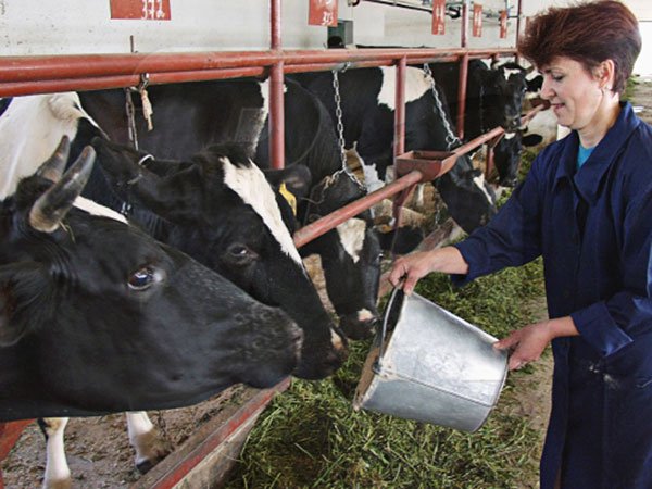 Минниханов выказал недовольство развитием молочной отрасли