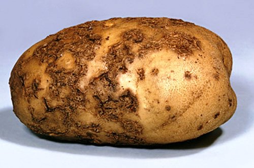 Урожайность картофеля в Татарстане будет  низкой по причине ливней и засухи