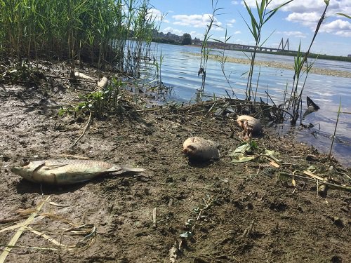 Прокуратура считает, что мор рыбы на Казанке вызван загрязняющими выбросами