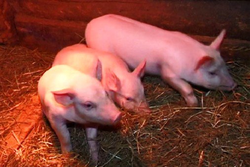 В 9 районах Татарстана объявлен карантин: свиная африканская чума добралась до республики