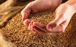 Фуражное зерно и его использование