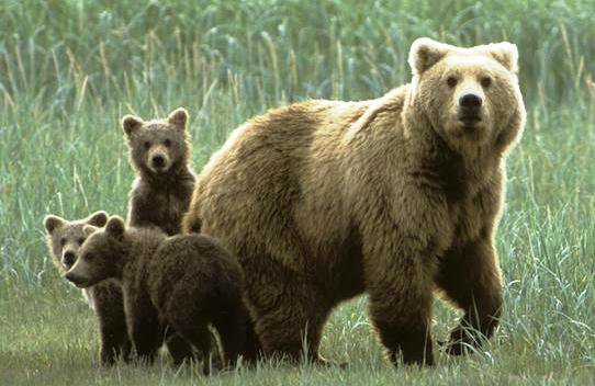 В татарстанских лесах развелось слишком много медведей