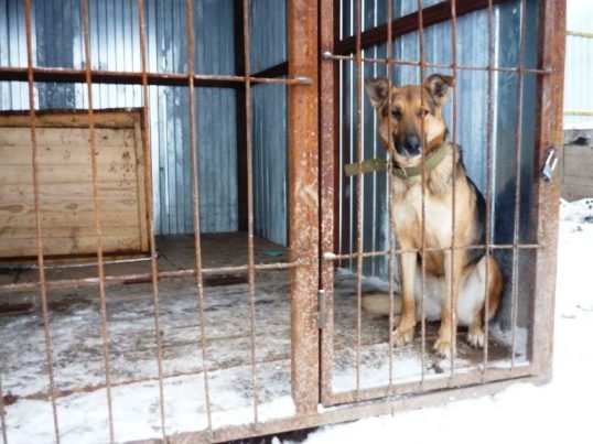 Стерилизовать или убивать: в Казани пытаются решить проблему с бездомными собаками