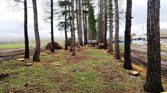 В Кзыл-Юлдузском лесхозе незаконно вырубили 890 деревьев