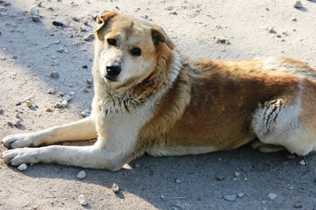 Приют для бездомных животных может появиться в Казани