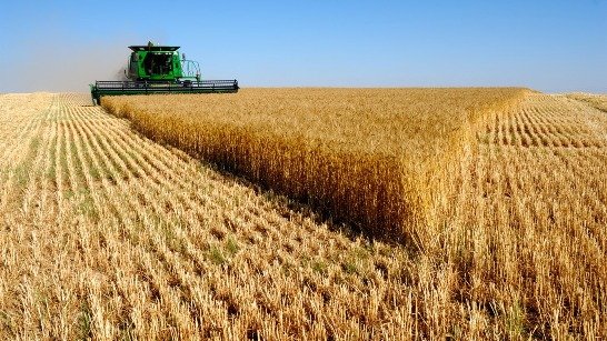 В Татарстане собрали более 5 млн тонн зерна