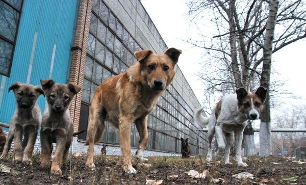 Грант в 790 тыс. руб. получил фонд помощи бездомным животным 