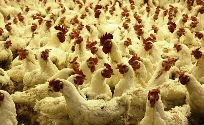 В 5 районах Татарстана обнаружили очаги заражения гриппом птиц