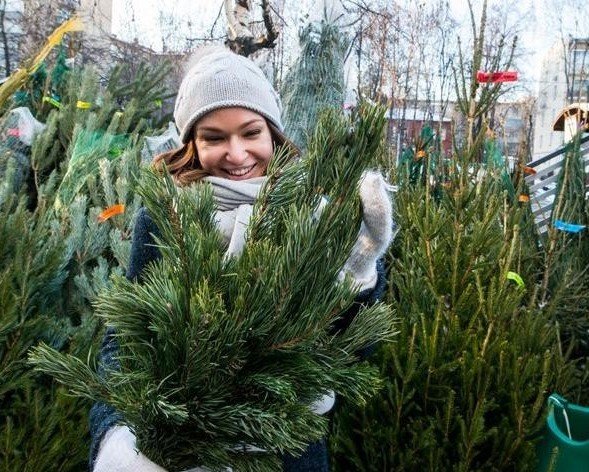 Жители Татарстана учатся выбирать новогодние елки