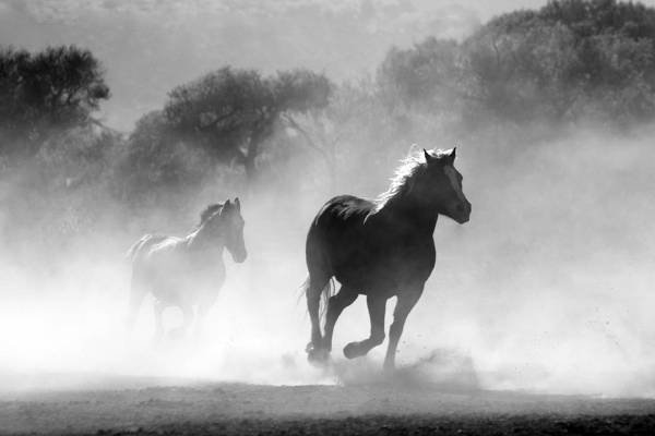 Татарскую породу лошадей официально зарегистрировали