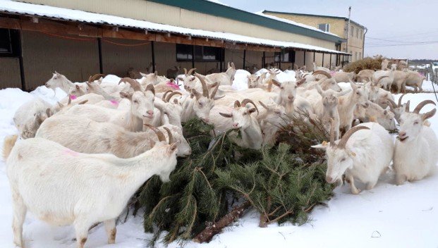 4120 кг новогодних елок сдали казанцы в пункты приема