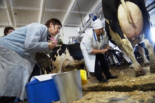 Рекорд: в Татарстане впервые было произведено более 4 тыс. тонн молока в день