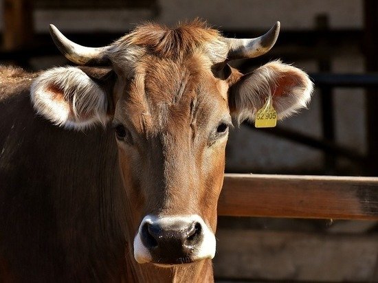 В Казани коровы носят специальные чипы