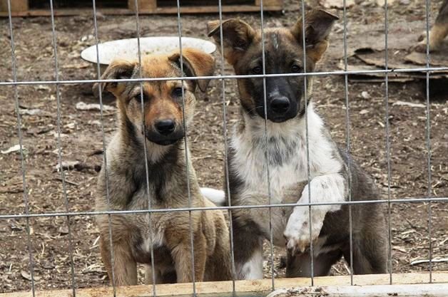 В 2019 г. в Татарстане отловили 19,8 тыс. бездомных собак и кошек