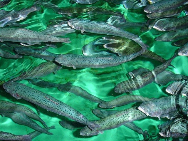 В Зеленодольском районе откроют рыбную ферму