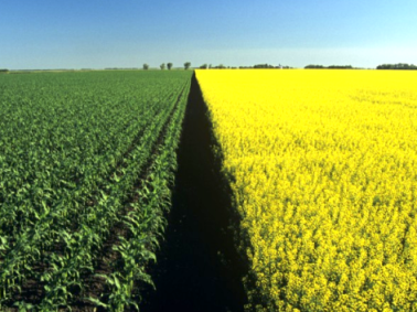 Глава Минсельхозпрода РТ попросил провести ревизию семян на районированность