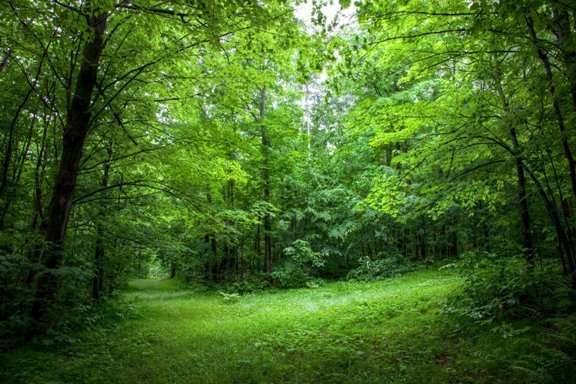 В Татарстане прошла акция «Сохраним лес»