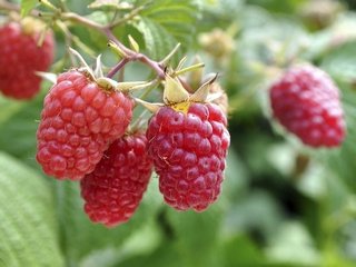 Качественные удобрения для ягодных растений от ПлантаГрупп
