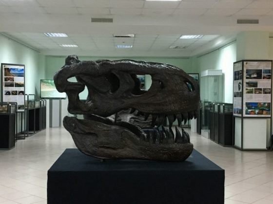 Масштабные реконструкции черепов тираннозавра и трицератопса  представят в Казани