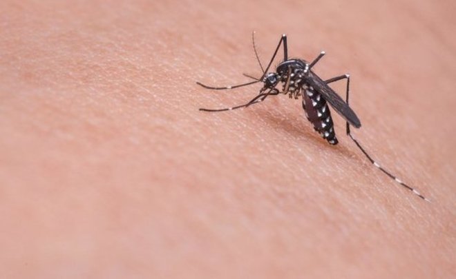 В КФУ объяснили активность комаров в Казани