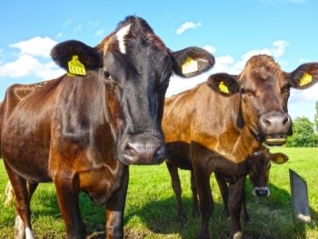 Поголовье крупного рогатого скота в Татарстане сокращается