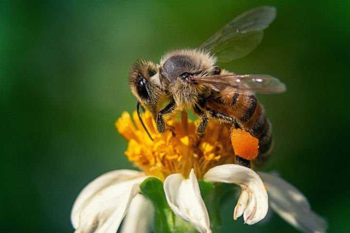 В Минсельхозпроде РТ приняли меры для снижения гибели пчел