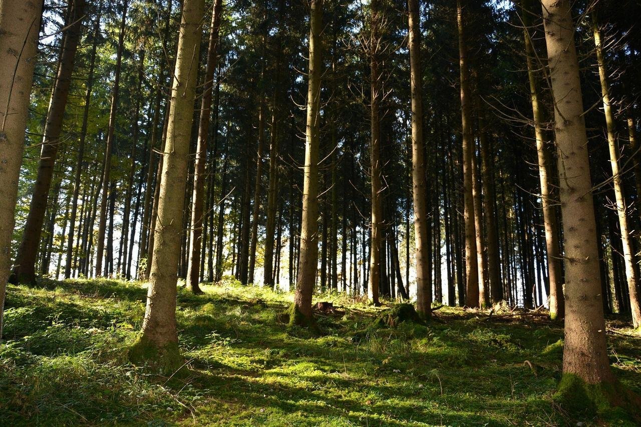 В 2024 г. в РТ проведут лесовосстановление на 2564 га
